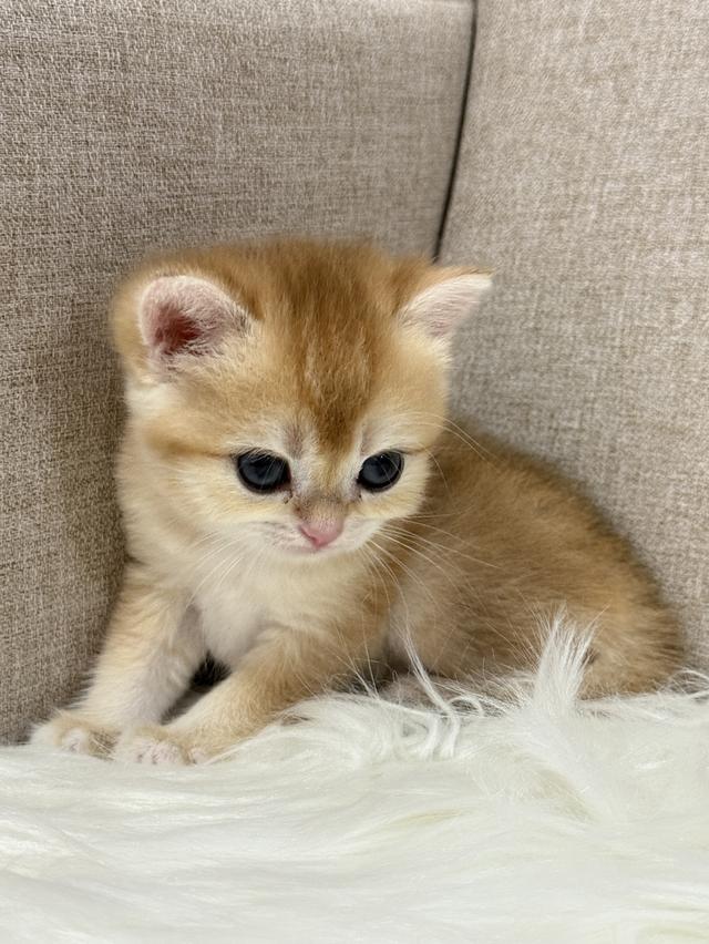 British Shorthair  6
