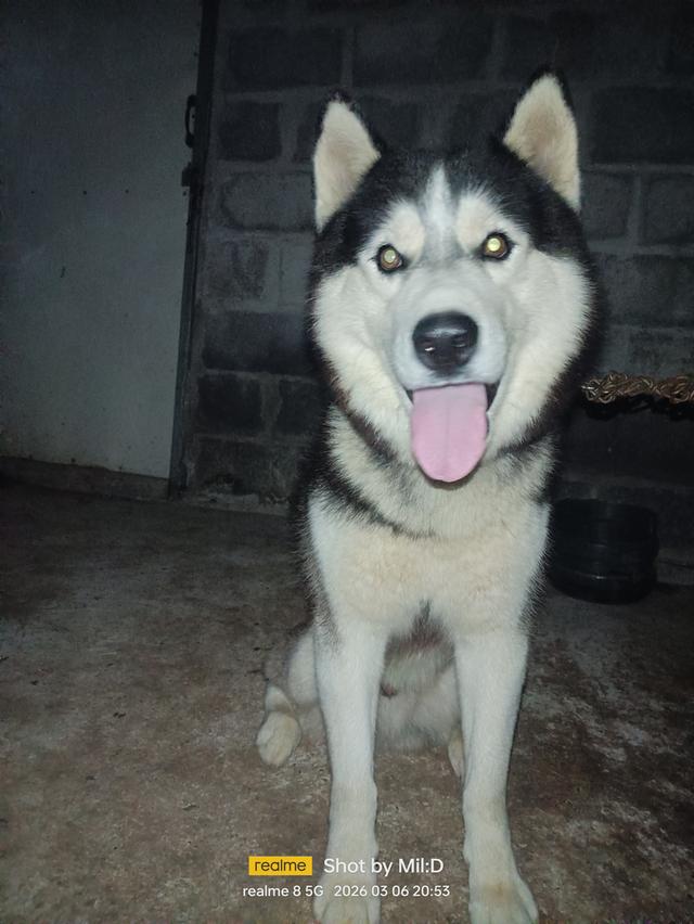 ลูกสุนัขไซบีเรียนแท้ รูปที่ 6