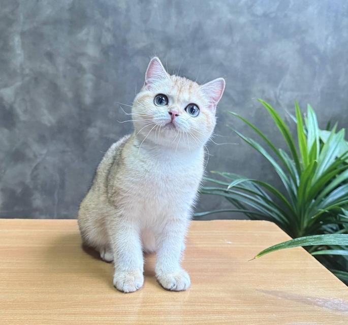 British Shorthair (ผู้หญิง)