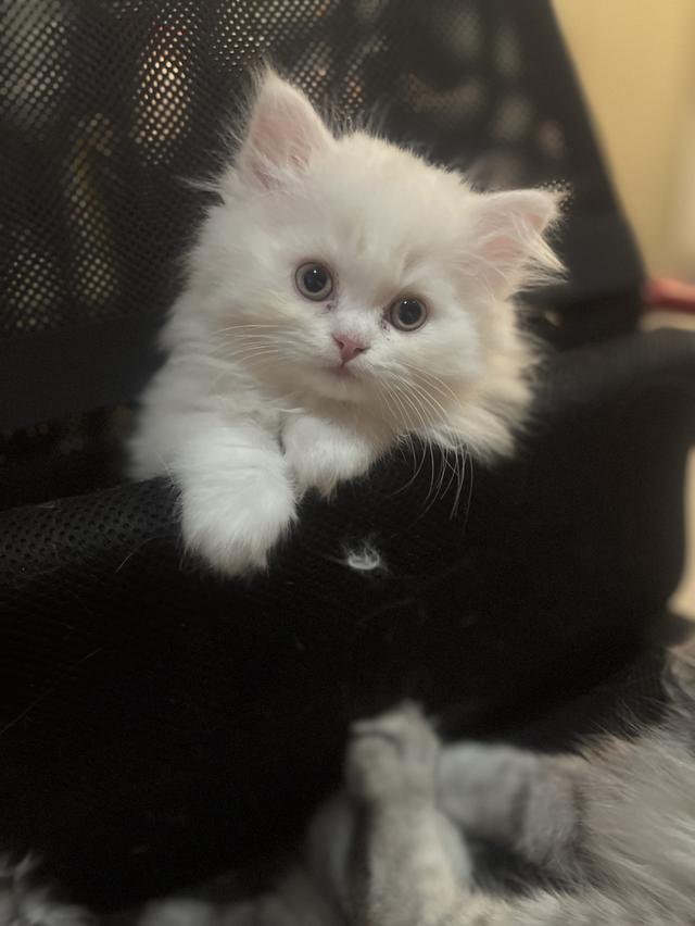 แมวขาว-(ชาย)2เดือน พร้อมย้ายบ้าน