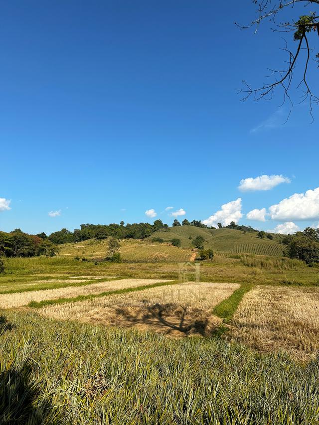 ที่ดินวิวภูเขา 88 ไร่ ติดถนนใหญ่ ทำเลอนาคตไกล แม่จัน  โอกาสพัฒนาได้หลายรูปแบบ!” 17