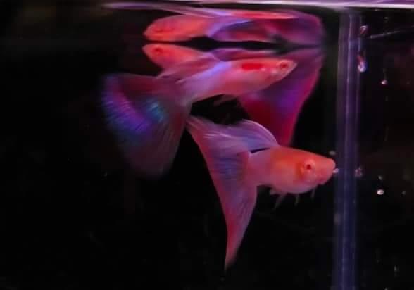 ปลากัดสีแดงสวยจัดๆ 1