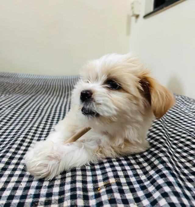 ขายลูกหมา Lhasa Apso