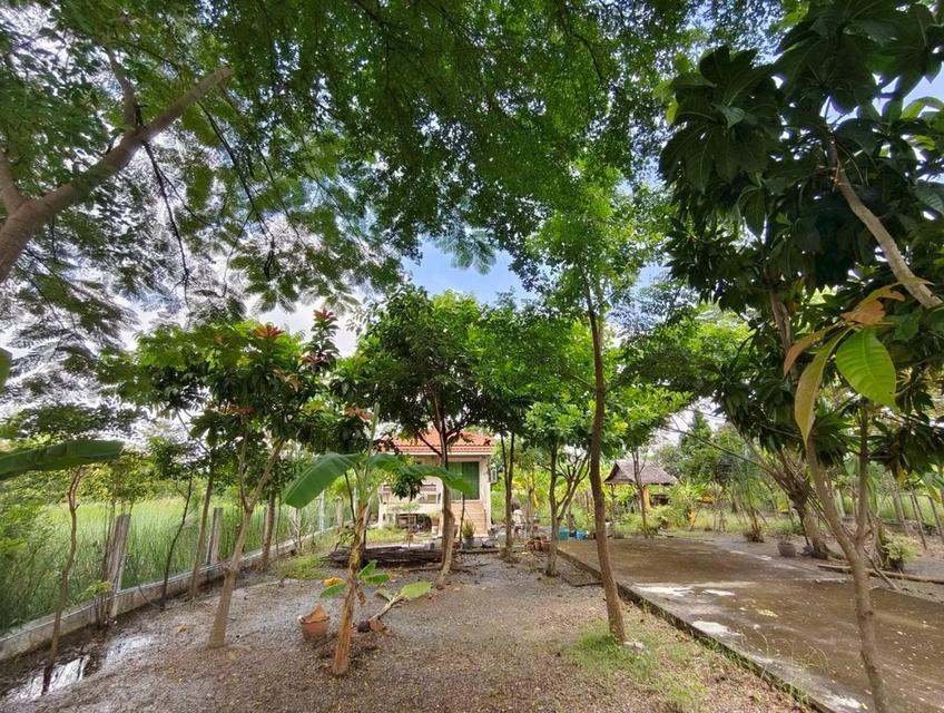 ขายบ้านพร้อมที่ดิน 200 ตารางวา 1