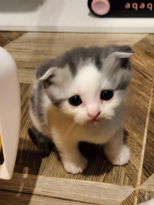 หาบ้านให้น้อง สก็อตติชโฟลด์ รูปที่ 6