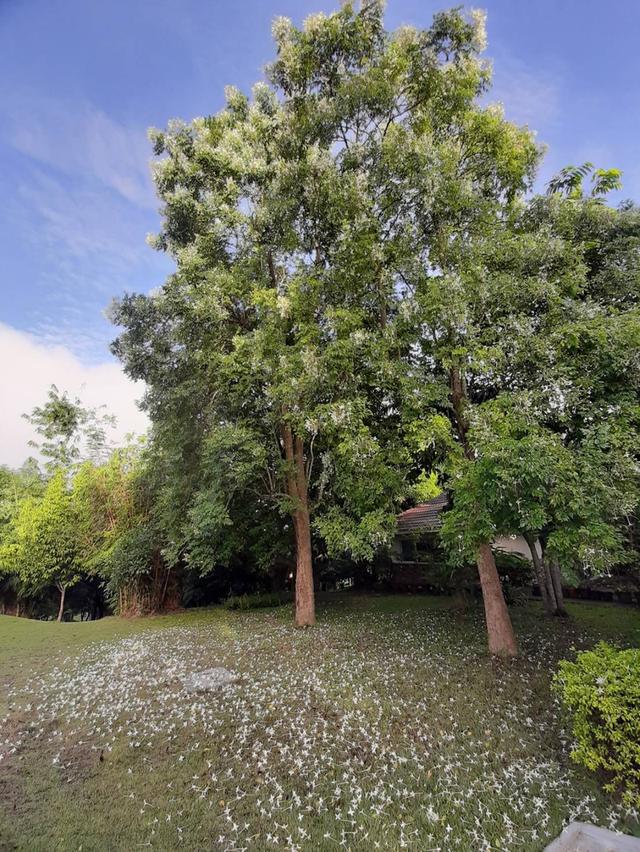 ที่ดินเชียงราย165ไร่ 3