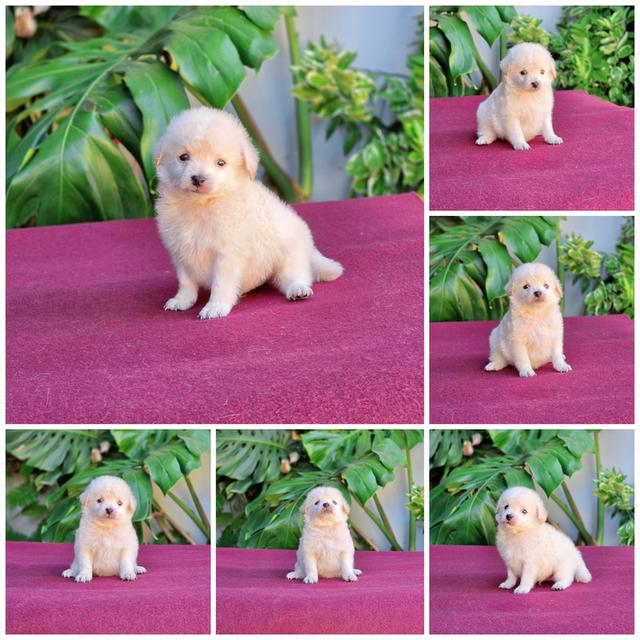 Poodleพุดเดิ้ลแท้สีขาวครีมน้องฟ้าสุดหล่อ
