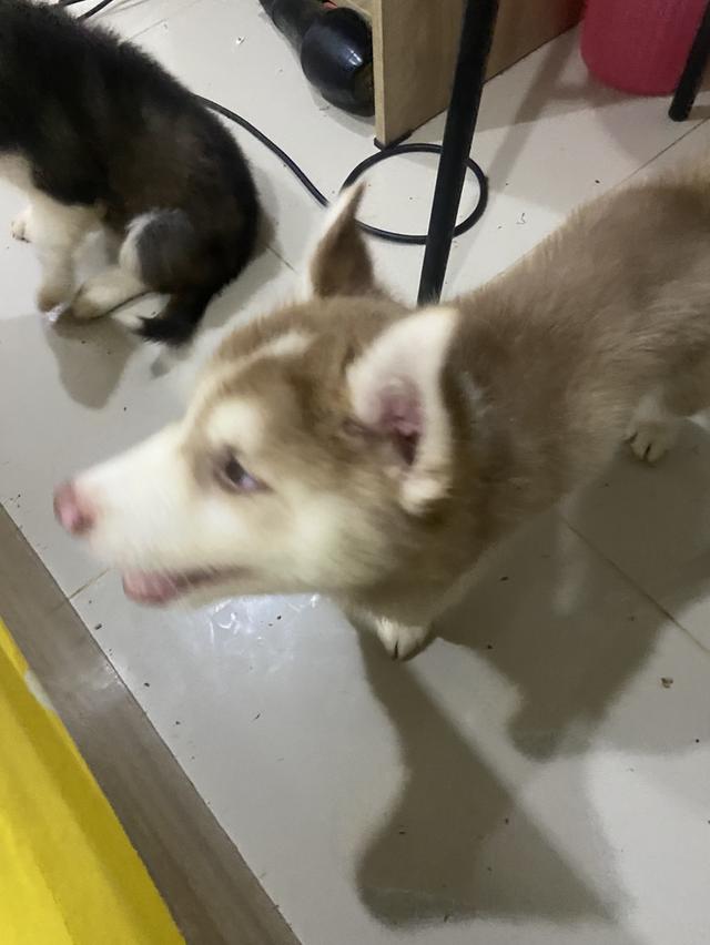สุนัขไซบีเรียนพันธุ์แท้ครับตัวสุดท้าย