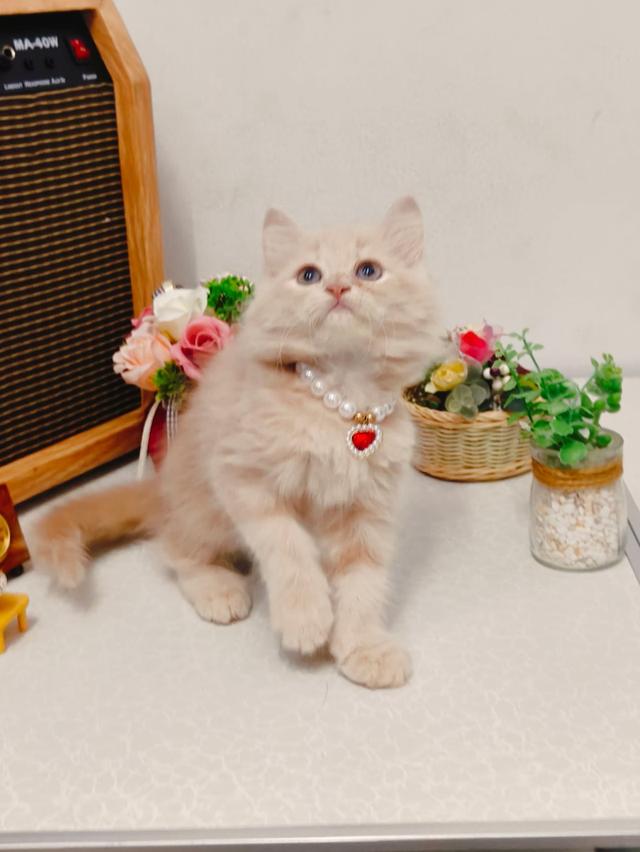 แมว scottish ขนยาว สีขาว รูปที่ 4