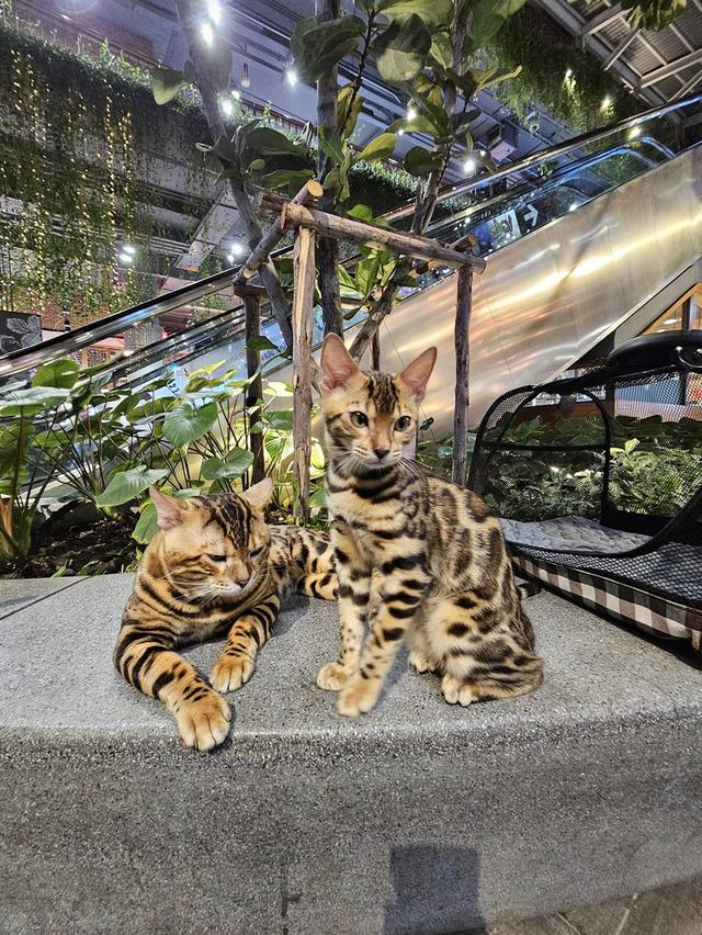 ส่งต่อ Bengal  2