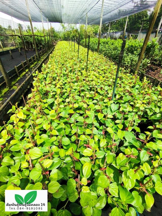 ใบพลู ต้นใบพลู พลูกินหมาก