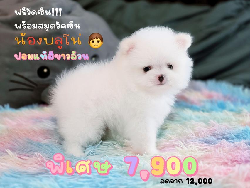 ปอมเมอเรเนียน ผู้ สีขาว