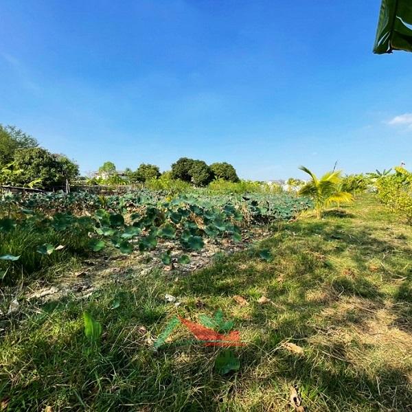 ขายที่ดินพร้อมบ้านและบ่อบัว ขนาด1-1-66ไร่ ซ.วัดเวฬุวนาราม18 ราคาพร้อมคุย 7