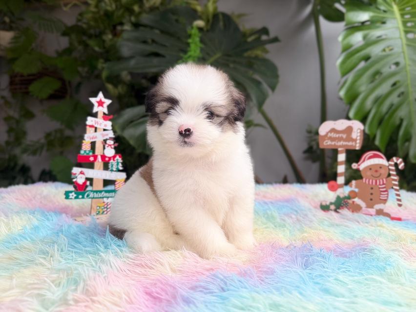 ชิสุผสมปอม เพศชาย พิกัดรามอินทรา 2