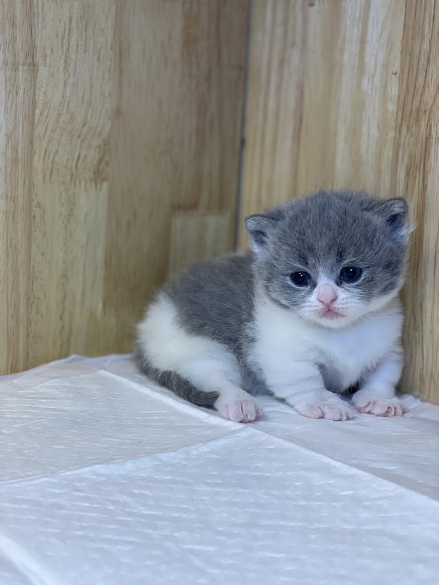 ลูกแมวแมวมันช์กิ้นขาสั้น รูปที่ 4