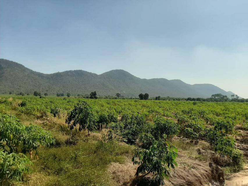 ขายที่ดินแปลงสวย ที่ดินจัดสรร สวนเกษตร อำเภอเลาขวัญ จังหวัดกาญจนบุรี  2