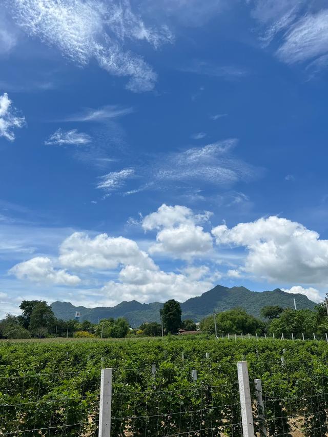 ขายที่ดินปากช่อง 26 ไร่ ปลอดแผ่นดินไหวน้ำไม่ท่วม ต.พญาเย็น อ.ปากช่อง จ.นครราชสีมา 3