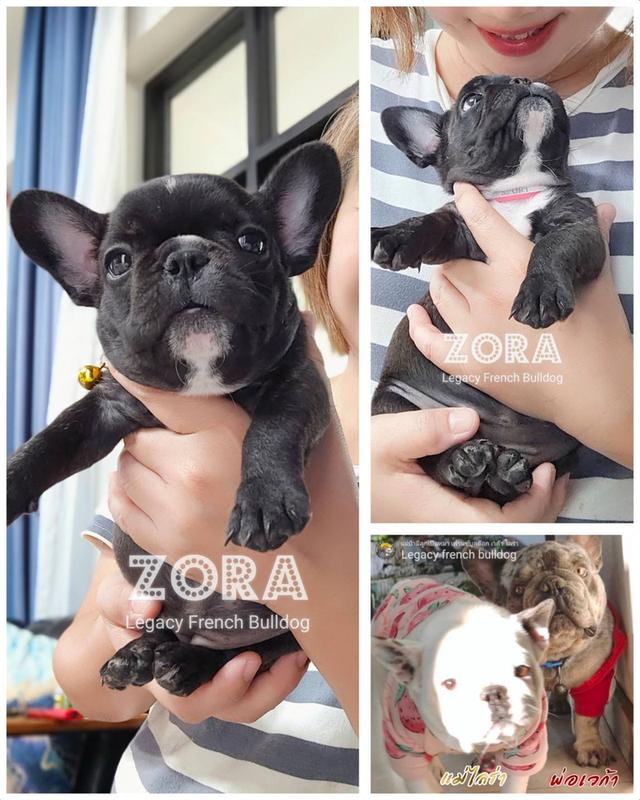 (ได้บ้านแล้ว) ZORA ลูกสุนัขเฟรนช์บูลด็อก
