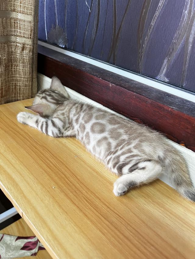 ขายน้องแมวเบงกอลสีสโนว์มิ้ง อายุ 2 เดือน เพศเมียค่ะ