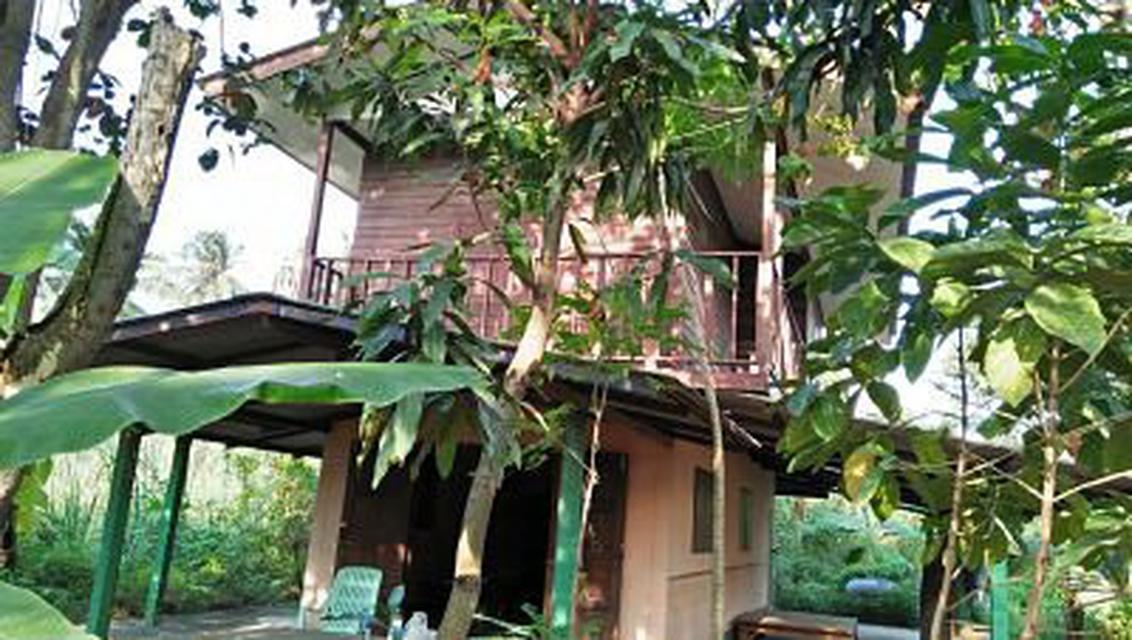 Sale land and small house can adapt will be Home stay  5