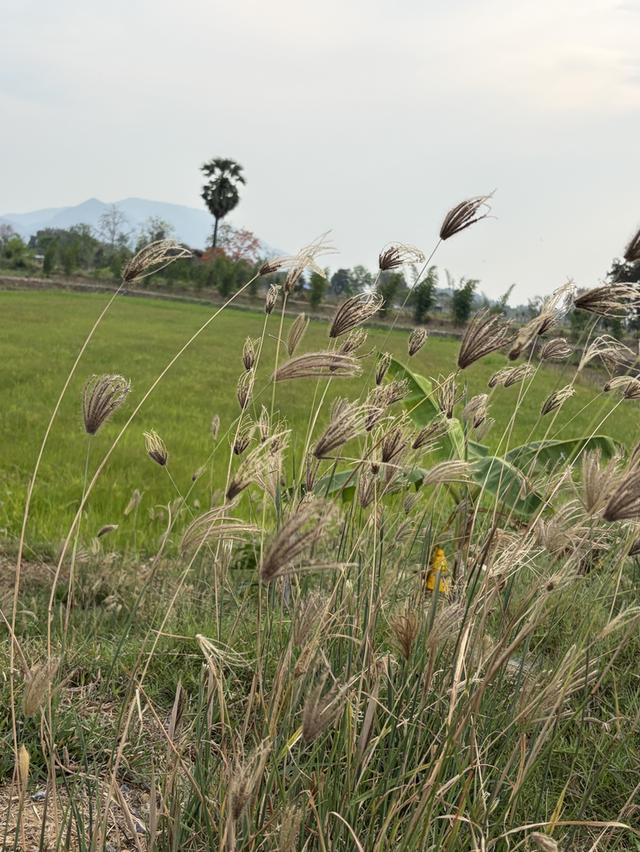 ขายโคกหนองนา 10 ไร่ เหมาะสำหรับเป็นที่พักอาศัย ทำเกษตรพอเพียง 10