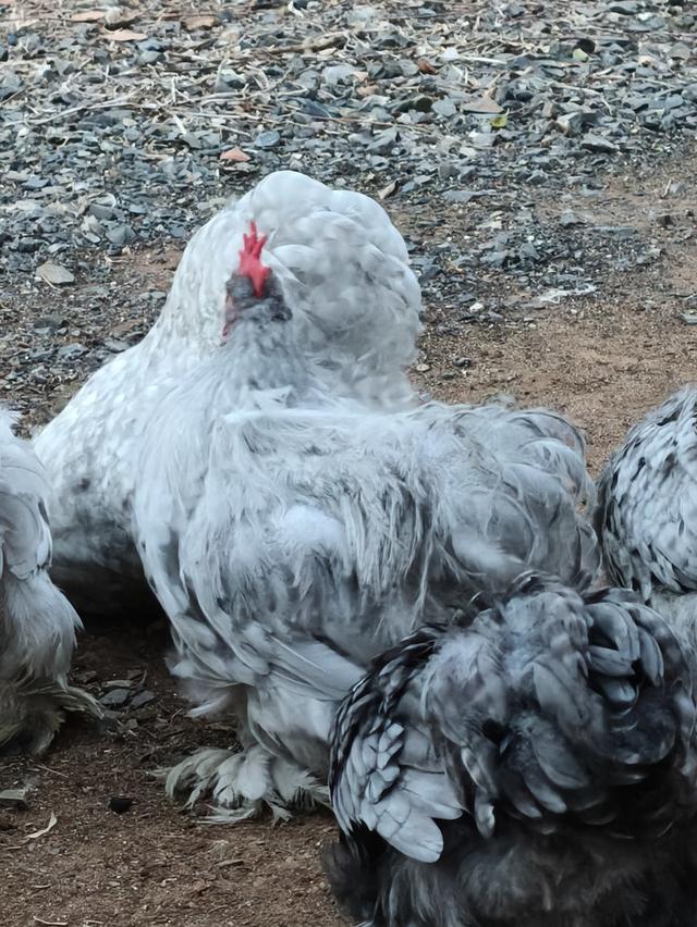ไก่มินิโคชิน.......... รูปที่ 2