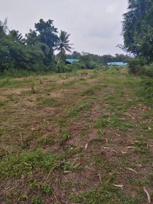 ขายที่ดินเปล่า​ชลบุรี, Land​ for sale, Thailand 4