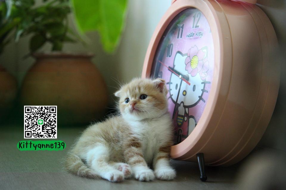 แมวสก็อตติชโฟลด์แท้แบ่งเลี้ยง