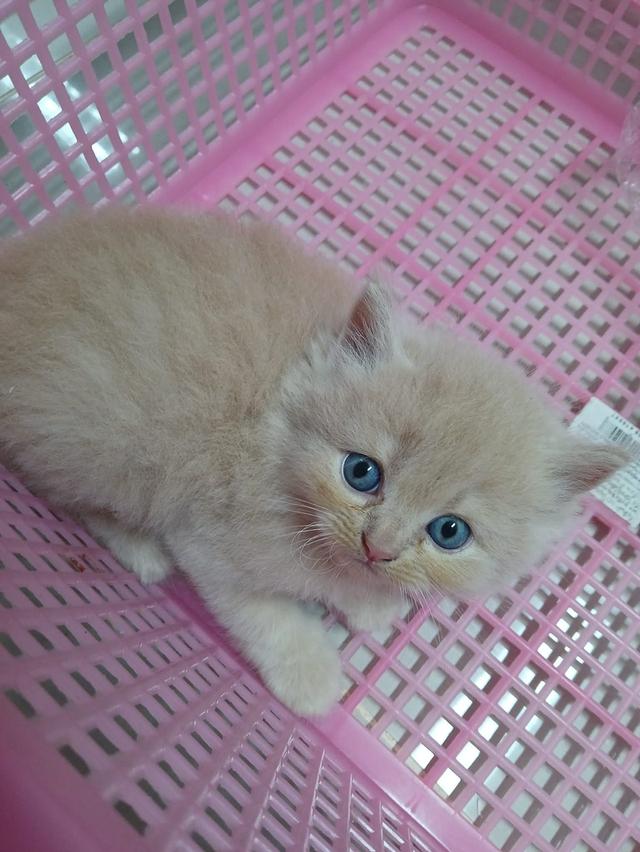 น้องเปอร์เซีย สีส้ม ครีม เสือ