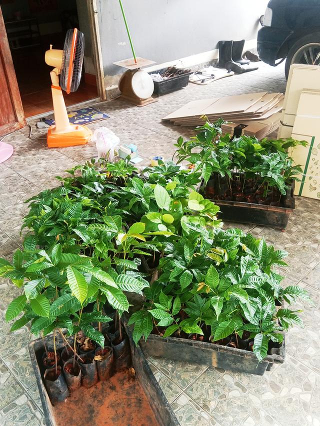ต้นลำใยคริสตัน มีหลายสี เช่นสีม่วงจัมโบ้