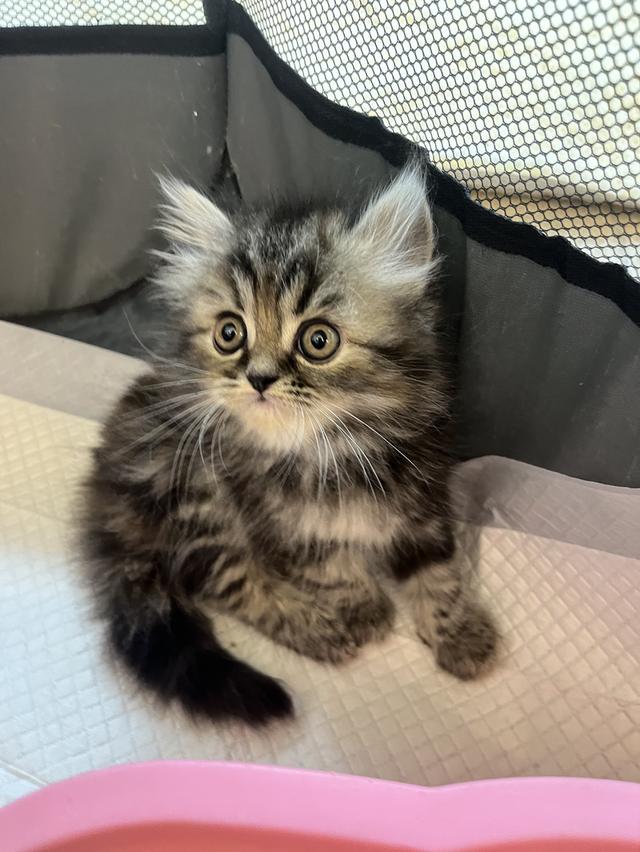 แมว เปอร์เซียแท้ ร้อยเปอร์เซ็นต์ 11