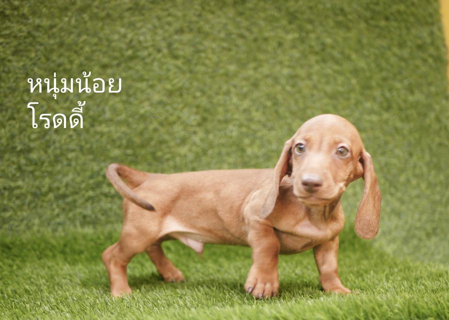 น้องหมา ดัชชุน ขนสั้น 
