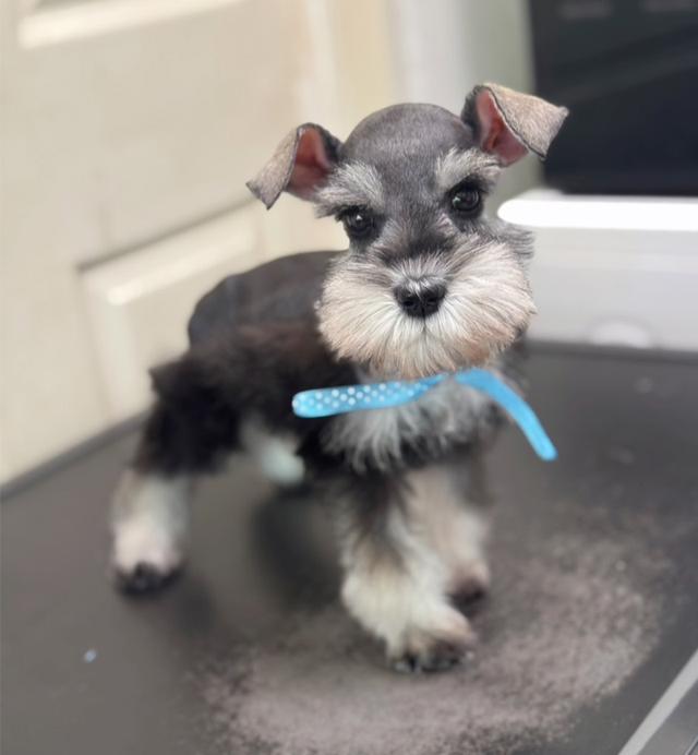 schnauzer สีพริกไทย 6