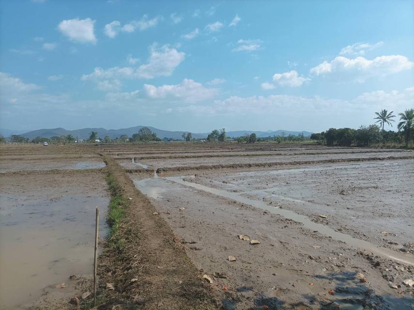 ขายที่ดิน 5ไร่3งาน ต.ป่าป้อง อ.ดอยสะเก็ด จ.เชียงใหม่ 2