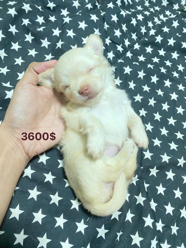 สุนัข ชิวาว่า ลูกน้อย รูปที่ 3