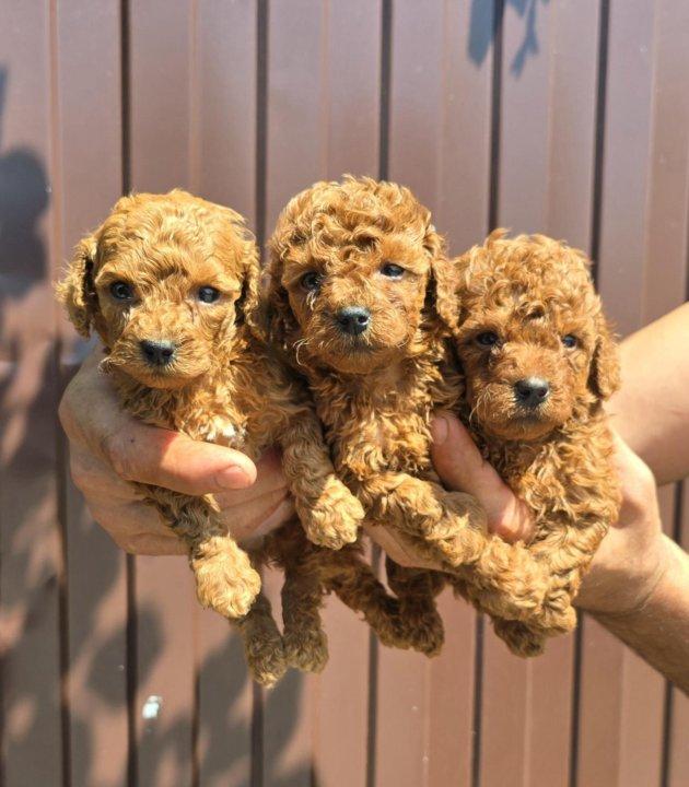 Male and Female Toy Poodle puppies