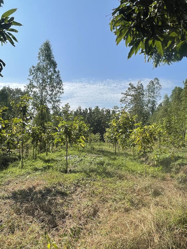 ขายที่ดินติดแม่น้ำน่าน อ.ชุมแสง 4