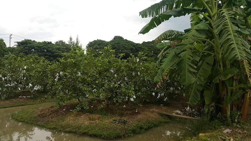 ขายที่ดิน @รังสิต คลอง 9 (หนองเสือ ปทุมธานี) เนื้อที่ 2 ไร่ 1 งาน 2