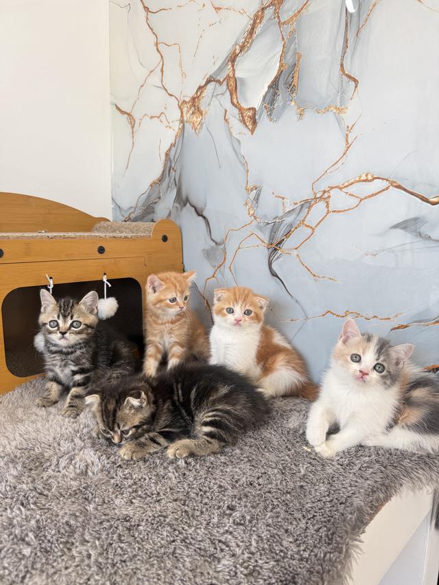 ลูกแมวพันธุ์สก๊อตติชแท้