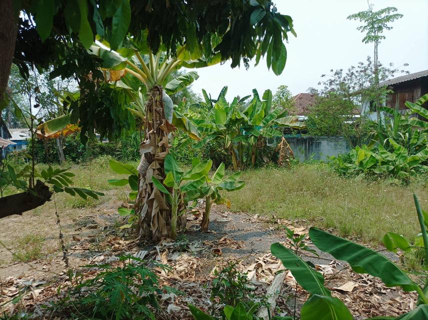 ขายที่ดิน 113ตร.ว. ต.สง่าบ้าน อ.ดอยสะเก็ด จ.เชียงใหม่ 5