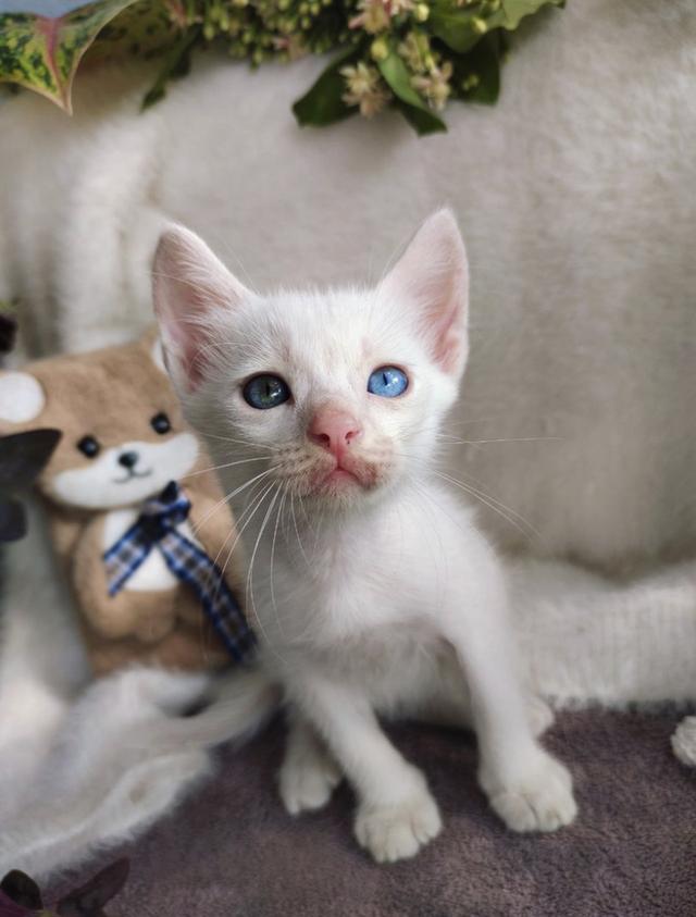 แมวขาวมณีตา2สี เพศผู้ 2