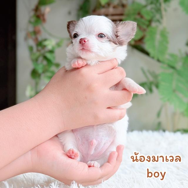 ชิวาวาขนยาวพันธุ์แท้ไซส์เล็ก