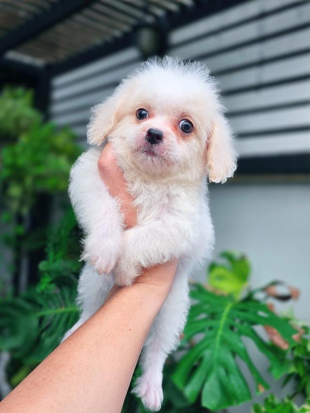 Poodleทอยสายพันธุ์แท้หนุ่มหล่อสีขาวครีมพร้อมย้ายบ้าน