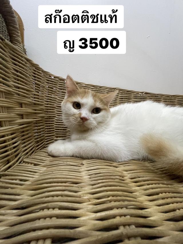 สก๊อตติชแท้ หญิง❌ปิด❌ 3500 3 เดือน