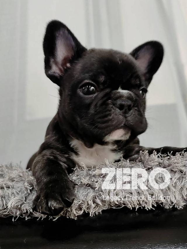 ZERO สุนัขเฟรนช์บูลด็อก เพศผู้ สีดำลายเสือ 6