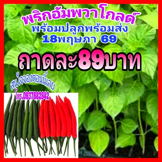 ต้นกล้าพลิกอัมพวาโกล์ 1 ถาดมี 105 ต้นราคา 189 บาทส่งทั่วประเทศไทยฟรี