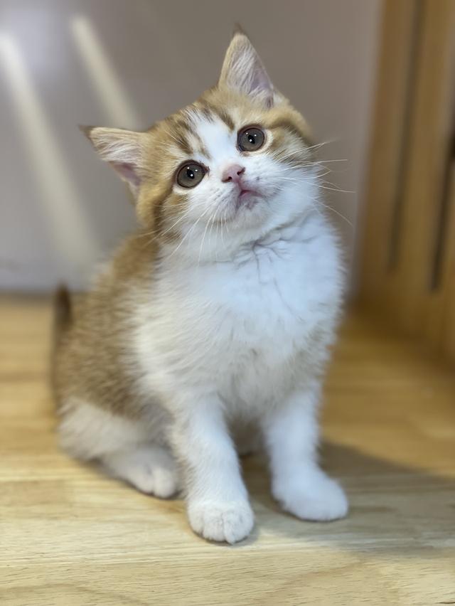 ลูกแมวมันช์กิ้น ขาสั้น และขาปกติ รูปที่ 7