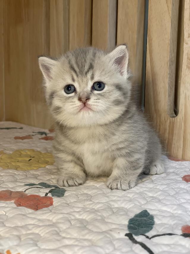 แมวมันช์กิ้นขาสั้น 6