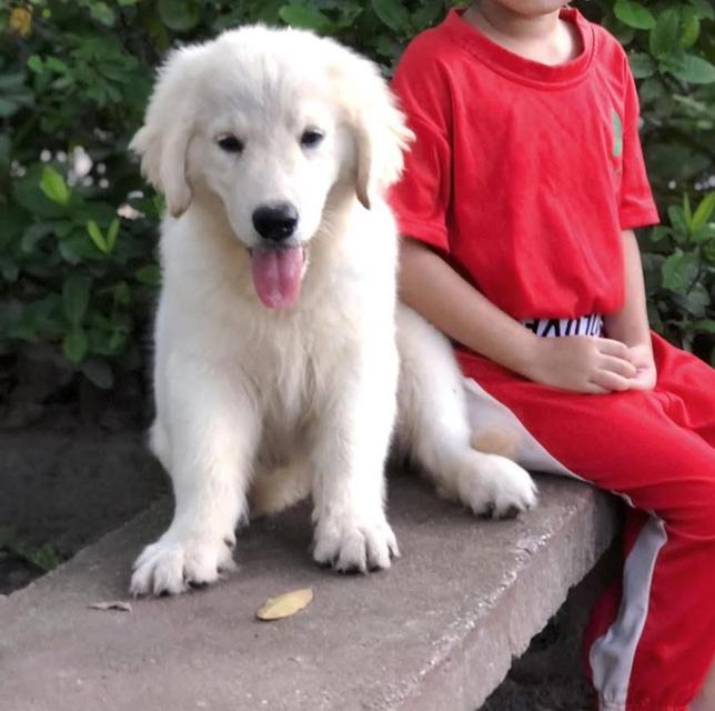 ลูกสุนัข White Golden Retriever หาบ้าน 3