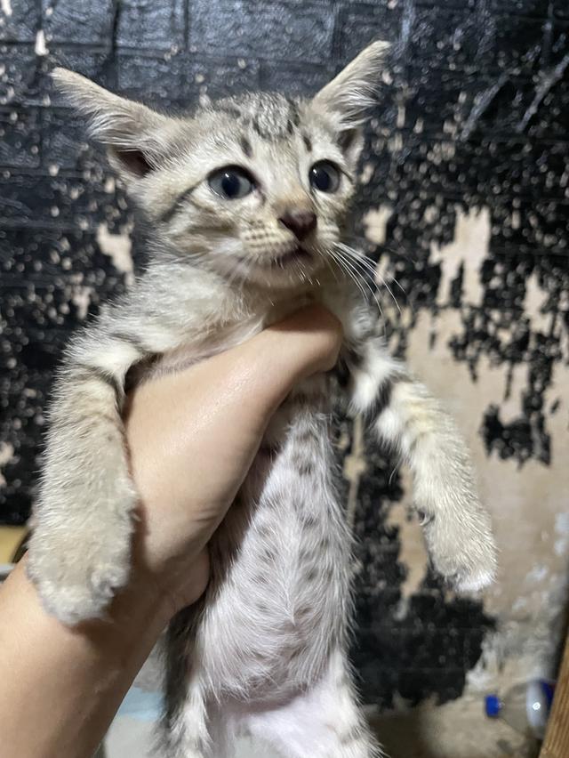 แมววให้ฟรี 9